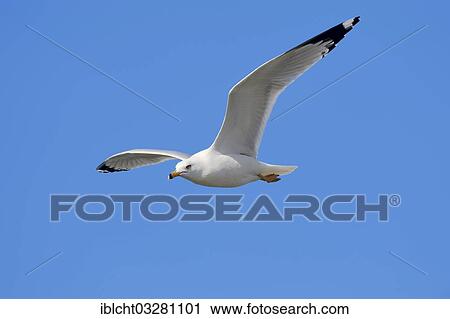 "Ring-billed Gull (Larus delawarensis) in flight, Florida, United States, North America" View Large Photo Image Stock Image - "Ring-billed Gull (Larus delawarensis) in flight, Florida, United States, North America". Fotosearch