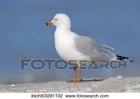 "Ring-billed Gull (Larus delawarensis) on the beach, Sanibel Island, Florida, United States, North America" View Large Photo Image Stock Image - "Ring-billed Gull (Larus delawarensis) on the beach, Sanibel Island, Florida, United States, North America". Fotosearch