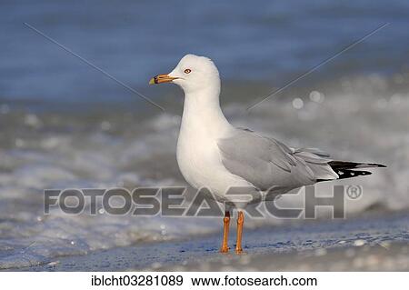 "Ring-billed Gull (Larus delawarensis) on the beach, Sanibel Island, Florida, United States, North America" View Large Photo Image Stock Photo - "Ring-billed Gull (Larus delawarensis) on the beach, Sanibel Island, Florida, United States, North America". Fotosearch
