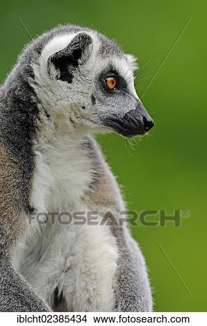 "Ring-tailed Lemur (Lemur catta), portrait, native to Madagascar, in captivity, Netherlands, Europe" View Large Photo Image Picture - "Ring-tailed Lemur (Lemur catta), portrait, native to Madagascar, in captivity, Netherlands, Europe". Fotosearch