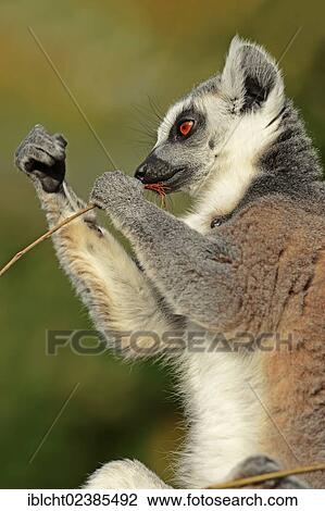 "Ring-tailed Lemur (Lemur catta), native to Madagascar, in captivity, North Rhine-Westphalia, Germany, Europe" View Large Photo Image Stock Image - "Ring-tailed Lemur (Lemur catta), native to Madagascar, in captivity, North Rhine-Westphalia, Germany, Europe". Fotosearch