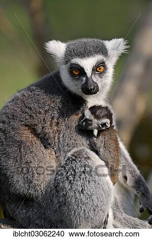 "Ring-tailed lemur (Lemur catta), female with young, occurrence in Madagascar, captive, Germany, Europe" View Large Photo Image Stock Image - "Ring-tailed lemur (Lemur catta), female with young, occurrence in Madagascar, captive, Germany, Europe". Fotosearch