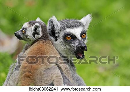 Stock Image - "Ring-tailed lemur (Lemur catta), female with young, occurrence in Madagascar, captive, Germany, Europe". Fotosearch
