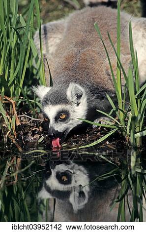 "Ring-tailed Lemur (Lemur catta) drinking, native to Madagascar, captive, Germany, Europe" View Large Photo Image Stock Image - "Ring-tailed Lemur (Lemur catta) drinking, native to Madagascar, captive, Germany, Europe". Fotosearch