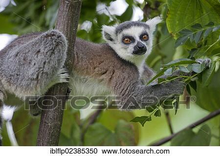 "Ring-tailed Lemur (Lemur catta), adult, feeding on leaves in tree, Anja Reserve, Madagascar, Africa" View Large Photo Image Stock Image - "Ring-tailed Lemur (Lemur catta), adult, feeding on leaves in tree, Anja Reserve, Madagascar, Africa". Fotosearch
