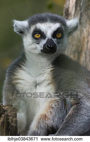 Stock Image - "Ring-tailed Lemur (Lemur catta), Sainte-Croix Zoo, Lorraine region, France, Europe". Fotosearch