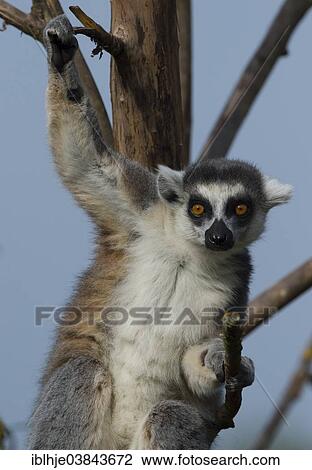"Ring-tailed Lemur (Lemur catta), Sainte-Croix Zoo, Lorraine region, France, Europe" View Large Photo Image Stock Image - "Ring-tailed Lemur (Lemur catta), Sainte-Croix Zoo, Lorraine region, France, Europe". Fotosearch