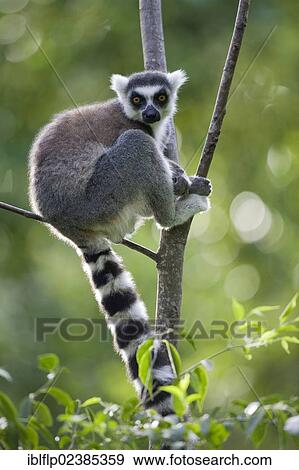 Stock Photo - "Ring-tailed Lemur (Lemur catta), adult, sitting in tree, Anja Reserve, Madagascar, Africa". Fotosearch