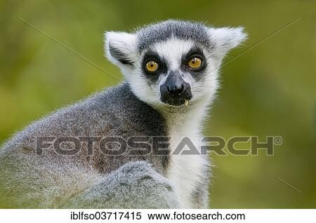 Stock Photography - "Ring-tailed Lemur (Lemur catta), captive, native to Madagascar, Saxony, Germany, Europe". Fotosearch