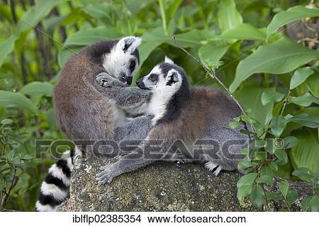 "Ring-tailed Lemur (Lemur catta), two adults, mutual grooming, Anja Reserve, Madagascar, Africa" View Large Photo Image Picture - "Ring-tailed Lemur (Lemur catta), two adults, mutual grooming, Anja Reserve, Madagascar, Africa". Fotosearch