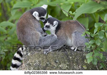 Stock Photograph - "Ring-tailed Lemur (Lemur catta), two adults, mutual grooming, Anja Reserve, Madagascar, Africa". Fotosearch