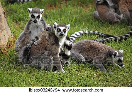 Picture - "Ring-tailed Lemurs (Lemur catta), female carrying a cub on her back, captive, Madagascar, Africa". Fotosearch