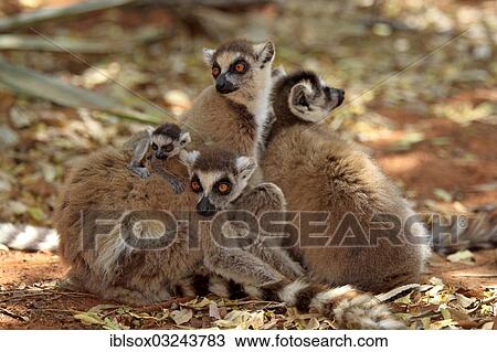 "Ring-tailed Lemurs (Lemur catta), troop of females with young, Berenty Reservat, Madagascar, Africa" View Large Photo Image Stock Image - "Ring-tailed Lemurs (Lemur catta), troop of females with young, Berenty Reservat, Madagascar, Africa". Fotosearch