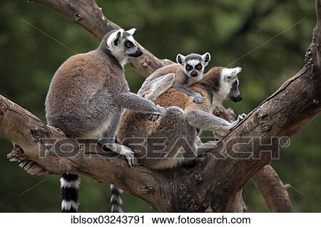 "Ring-tailed Lemurs (Lemur catta), female carrying a cub on her back, captive, Madagascar, Africa" View Large Photo Image Stock Image - "Ring-tailed Lemurs (Lemur catta), female carrying a cub on her back, captive, Madagascar, Africa". Fotosearch
