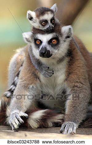 "Ring-tailed Lemurs (Lemur catta), female with a cub, Berenty Reservat, Madagascar, Africa" View Large Photo Image Stock Photo - "Ring-tailed Lemurs (Lemur catta), female with a cub, Berenty Reservat, Madagascar, Africa". Fotosearch