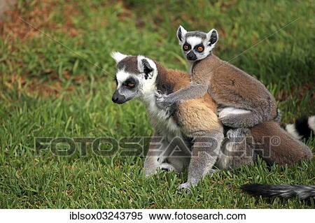 Stock Photography - "Ring-tailed Lemurs (Lemur catta), female carrying a cub on her back, captive, Madagascar, Africa". Fotosearch