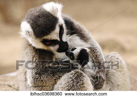 "Ring-tailed Lemurs (Lemur catta) with young, at the zoo, Salzburg, Austria, Europe" View Large Photo Image Stock Image - "Ring-tailed Lemurs (Lemur catta) with young, at the zoo, Salzburg, Austria, Europe". Fotosearch