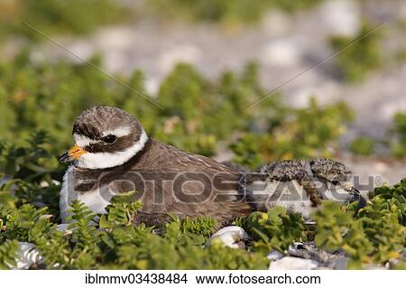 "Ringed Plover (Charadrius hiaticula) brooding on a nest with a chick, East Frisian Islands, East Frisia, Lower Saxony, Germany, Europe" View Large Photo Image Picture - "Ringed Plover (Charadrius hiaticula) brooding on a nest with a chick, East Frisian Islands, East Frisia, Lower Saxony, Germany, Europe". Fotosearch