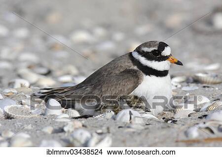 "Ringed Plover (Charadrius hiaticula) brooding on a nest with a chick, East Frisian Islands, East Frisia, Lower Saxony, Germany, Europe" View Large Photo Image Picture - "Ringed Plover (Charadrius hiaticula) brooding on a nest with a chick, East Frisian Islands, East Frisia, Lower Saxony, Germany, Europe". Fotosearch