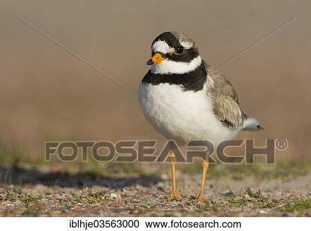 Stock Image - "Ringed Plover (Charadrius hiaticula), Texel, West Frisian Islands, province of North Holland, The Netherlands, Europe". Fotosearch