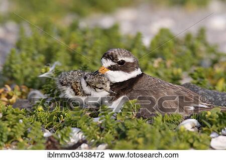 "Ringed Plover (Charadrius hiaticula) brooding on a nest with a chick, East Frisian Islands, East Frisia, Lower Saxony, Germany, Europe" View Large Photo Image Stock Image - "Ringed Plover (Charadrius hiaticula) brooding on a nest with a chick, East Frisian Islands, East Frisia, Lower Saxony, Germany, Europe". Fotosearch