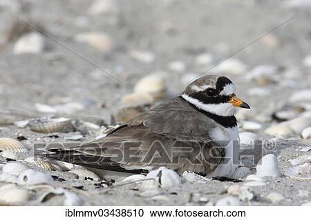 "Ringed Plover (Charadrius hiaticula) brooding on a nest, East Frisian Islands, East Frisia, Lower Saxony, Germany, Europe" View Large Photo Image Stock Image - "Ringed Plover (Charadrius hiaticula) brooding on a nest, East Frisian Islands, East Frisia, Lower Saxony, Germany, Europe". Fotosearch