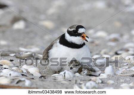 Stock Photo - "Ringed Plover (Charadrius hiaticula) brooding on a nest with a chick, East Frisian Islands, East Frisia, Lower Saxony, Germany, Europe". Fotosearch