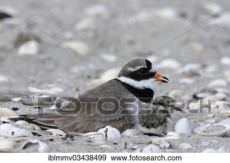 "Ringed Plover (Charadrius hiaticula) brooding on a nest with a chick, East Frisian Islands, East Frisia, Lower Saxony, Germany, Europe" View Large Photo Image Stock Photo - "Ringed Plover (Charadrius hiaticula) brooding on a nest with a chick, East Frisian Islands, East Frisia, Lower Saxony, Germany, Europe". Fotosearch