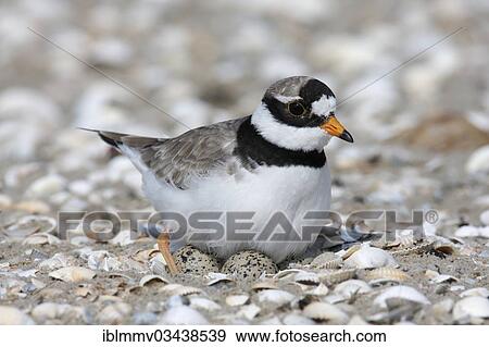 "Ringed Plover (Charadrius hiaticula) brooding on a nest, East Frisian Islands, East Frisia, Lower Saxony, Germany, Europe" View Large Photo Image Stock Photo - "Ringed Plover (Charadrius hiaticula) brooding on a nest, East Frisian Islands, East Frisia, Lower Saxony, Germany, Europe". Fotosearch
