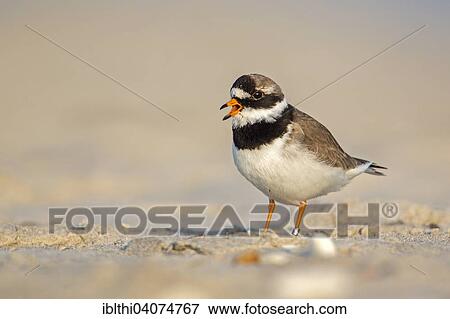 Stock Photo - "Ringed Plover (Charadrius hiaticula), foraging, Wadden Sea, North Sea, Heligoland, Schleswig-Holstein, Germany, Europe". Fotosearch