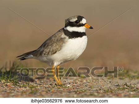 "Ringed Plover (Charadrius hiaticula), Texel, West Frisian Islands, province of North Holland, The Netherlands, Europe" View Large Photo Image Stock Photograph - "Ringed Plover (Charadrius hiaticula), Texel, West Frisian Islands, province of North Holland, The Netherlands, Europe". Fotosearch