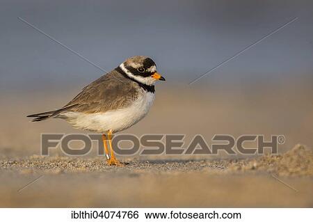 "Ringed Plover (Charadrius hiaticula), foraging, Wadden Sea, North Sea, Heligoland, Schleswig-Holstein, Germany, Europe" View Large Photo Image Stock Photograph - "Ringed Plover (Charadrius hiaticula), foraging, Wadden Sea, North Sea, Heligoland, Schleswig-Holstein, Germany, Europe". Fotosearch
