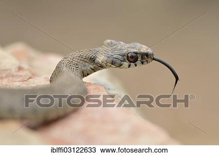 "Ringed Snake (Natrix natrix astreptophora), threatening, sticking out its tongue, on rock, Algarve, Portugal, Europe" View Large Photo Image Stock Image - "Ringed Snake (Natrix natrix astreptophora), threatening, sticking out its tongue, on rock, Algarve, Portugal, Europe". Fotosearch