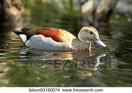 "Ringed Teal (Callonetta leucophrys), female, floating, captive, Heidelberg, Baden-Wurttemberg, Germany, Europe" View Large Photo Image Picture - "Ringed Teal (Callonetta leucophrys), female, floating, captive, Heidelberg, Baden-Wurttemberg, Germany, Europe". Fotosearch