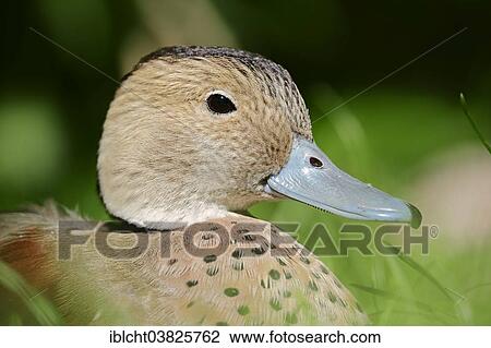 "Ringed Teal (Callonetta leucophrys), drake, native to South America, captivity refugee, North Rhine-Westphalia, Germany, Europe" View Large Photo Image Stock Image - "Ringed Teal (Callonetta leucophrys), drake, native to South America, captivity refugee, North Rhine-Westphalia, Germany, Europe". Fotosearch