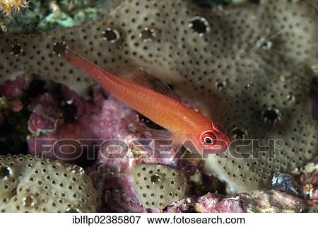 "Ringeye Dwarfgoby (Trimma benjamini), adult, resting on coral, Yillet Island, Raja Ampat Islands, Four Kings, West Papua, New Guinea, Indonesia, Southeast Asia, Asia" View Large Photo Image Stock Photo - "Ringeye Dwarfgoby (Trimma benjamini), adult, resting on coral, Yillet Island, Raja Ampat Islands, Four Kings, West Papua, New Guinea, Indonesia, Southeast Asia, Asia". Fotosearch