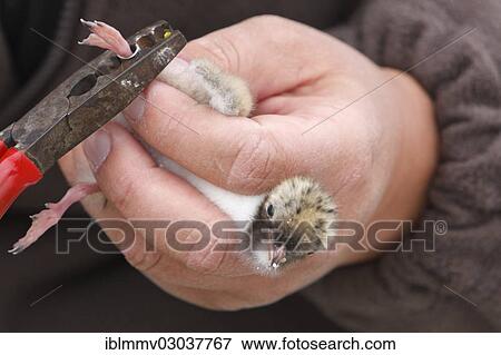 "Ringing of a Common Tern chick (Sterna hirundo), Ostriesische Inseln, Friesland, Lower Saxony, Germany, Europe" View Large Photo Image Stock Photo - "Ringing of a Common Tern chick (Sterna hirundo), Ostriesische Inseln, Friesland, Lower Saxony, Germany, Europe". Fotosearch