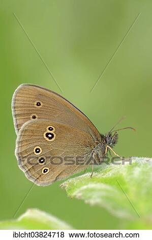 "Ringlet (Aphantopus hyperantus), North Rhine-Westphalia, Germany, Europe" View Large Photo Image Stock Photo - "Ringlet (Aphantopus hyperantus), North Rhine-Westphalia, Germany, Europe". Fotosearch