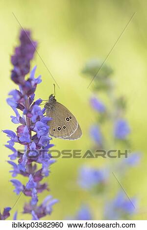 "Ringlet (Aphantopus hyperantus), Usti nad Labem Region, Czech Republic, Europe" View Large Photo Image Stock Image - "Ringlet (Aphantopus hyperantus), Usti nad Labem Region, Czech Republic, Europe". Fotosearch