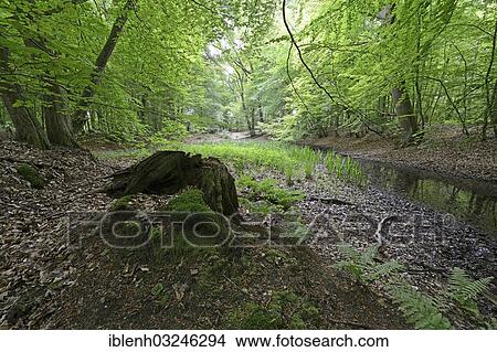 "Riparian forest, Beeches (Fagus sylvatica), Biener Busch, Lingen, Emsland, Lower Saxony, Germany, Europe" View Large Photo Image Picture - "Riparian forest, Beeches (Fagus sylvatica), Biener Busch, Lingen, Emsland, Lower Saxony, Germany, Europe". Fotosearch