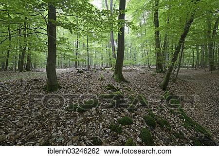"Riparian forest, Beeches (Fagus sylvatica), Biener Busch, Lingen, Emsland, Lower Saxony, Germany, Europe" View Large Photo Image Stock Image - "Riparian forest, Beeches (Fagus sylvatica), Biener Busch, Lingen, Emsland, Lower Saxony, Germany, Europe". Fotosearch