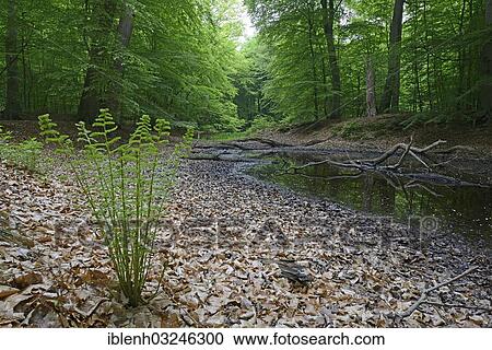 "Riparian forest, Beeches (Fagus sylvatica), Male Fern (Dryopteris filix-mas), Biener Busch, Lingen, Emsland, Lower Saxony, Germany, Europe" View Large Photo Image Stock Image - "Riparian forest, Beeches (Fagus sylvatica), Male Fern (Dryopteris filix-mas), Biener Busch, Lingen, Emsland, Lower Saxony, Germany, Europe". Fotosearch