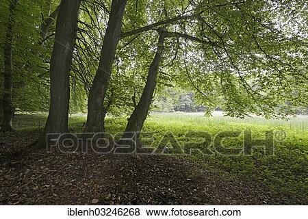 "Riparian forest, Beeches (Fagus sylvatica), Biener Busch, Lingen, Emsland, Lower Saxony, Germany, Europe" View Large Photo Image Stock Photo - "Riparian forest, Beeches (Fagus sylvatica), Biener Busch, Lingen, Emsland, Lower Saxony, Germany, Europe". Fotosearch