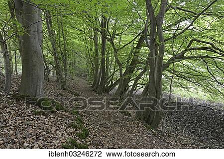 "Riparian forest, Hornbeam (Carpinus betulus), Biener Busch, Lingen, Emsland, Lower Saxony, Germany, Europe" View Large Photo Image Stock Image - "Riparian forest, Hornbeam (Carpinus betulus), Biener Busch, Lingen, Emsland, Lower Saxony, Germany, Europe". Fotosearch