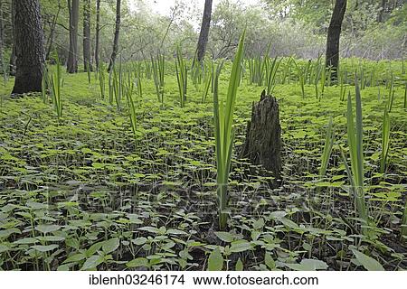"Riparian forest, Irises (Iris pseudacorus), Biener Busch, Lingen, Emsland, Lower Saxony, Germany, Europe" View Large Photo Image Picture - "Riparian forest, Irises (Iris pseudacorus), Biener Busch, Lingen, Emsland, Lower Saxony, Germany, Europe". Fotosearch