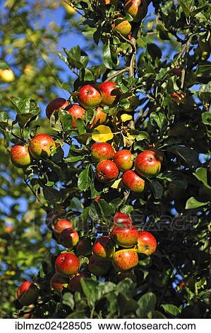"Ripe apples (Malus domestica) on an apple tree, Othenstorf, Mecklenburg-Western Pomerania, Germany, Europe, PublicGround, Europe" View Large Photo Image Stock Photography - "Ripe apples (Malus domestica) on an apple tree, Othenstorf, Mecklenburg-Western Pomerania, Germany, Europe, PublicGround, Europe". Fotosearch