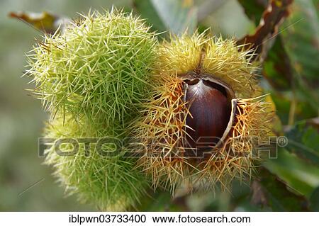 Stock Image - Ripe chestnuts (Castanea sativa). Fotosearch