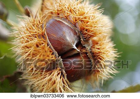 Stock Photograph - Ripe chestnuts (Castanea sativa). Fotosearch