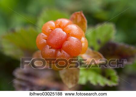 "Ripe cloudberry (Rubus chamaemorus), Skutvik, Kommune Hamaroy, Nordland, Northern Norway, Norway, Europe" View Large Photo Image Stock Photo - "Ripe cloudberry (Rubus chamaemorus), Skutvik, Kommune Hamaroy, Nordland, Northern Norway, Norway, Europe". Fotosearch