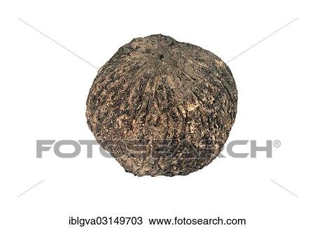 Stock Image - "Ripe fruit capsule with Brazil nuts, seeds of the Brazil Nut Tree (Bertholletia excelsa), Tambopata, Madre de Dios, Peru, South America". Fotosearch